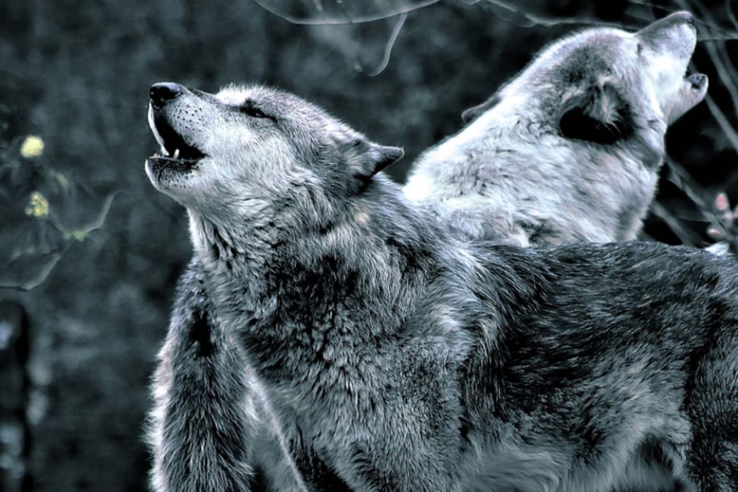 grey wolves howling 