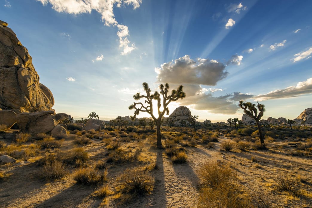 Joshua Tree National Park