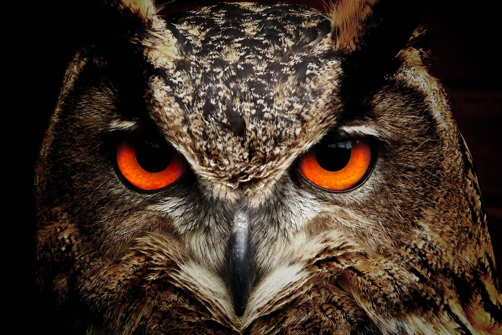 owl with orange eyes