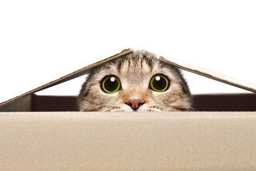 An AI image of a cat's head peaking up through a box.