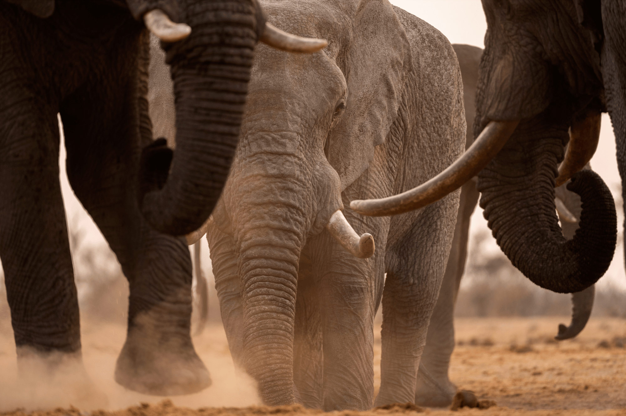 A herd of elephants walk through the dusty desert.