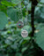 Phoenix Sterling Silver Pendants Hanging from Tree Branch