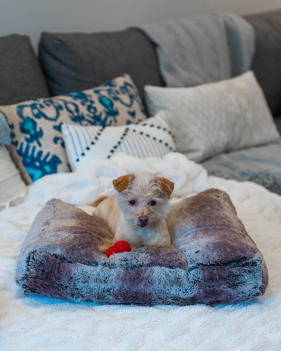 Small Dog Sitting on Grey Wolf Ultra Soft Pet Bed