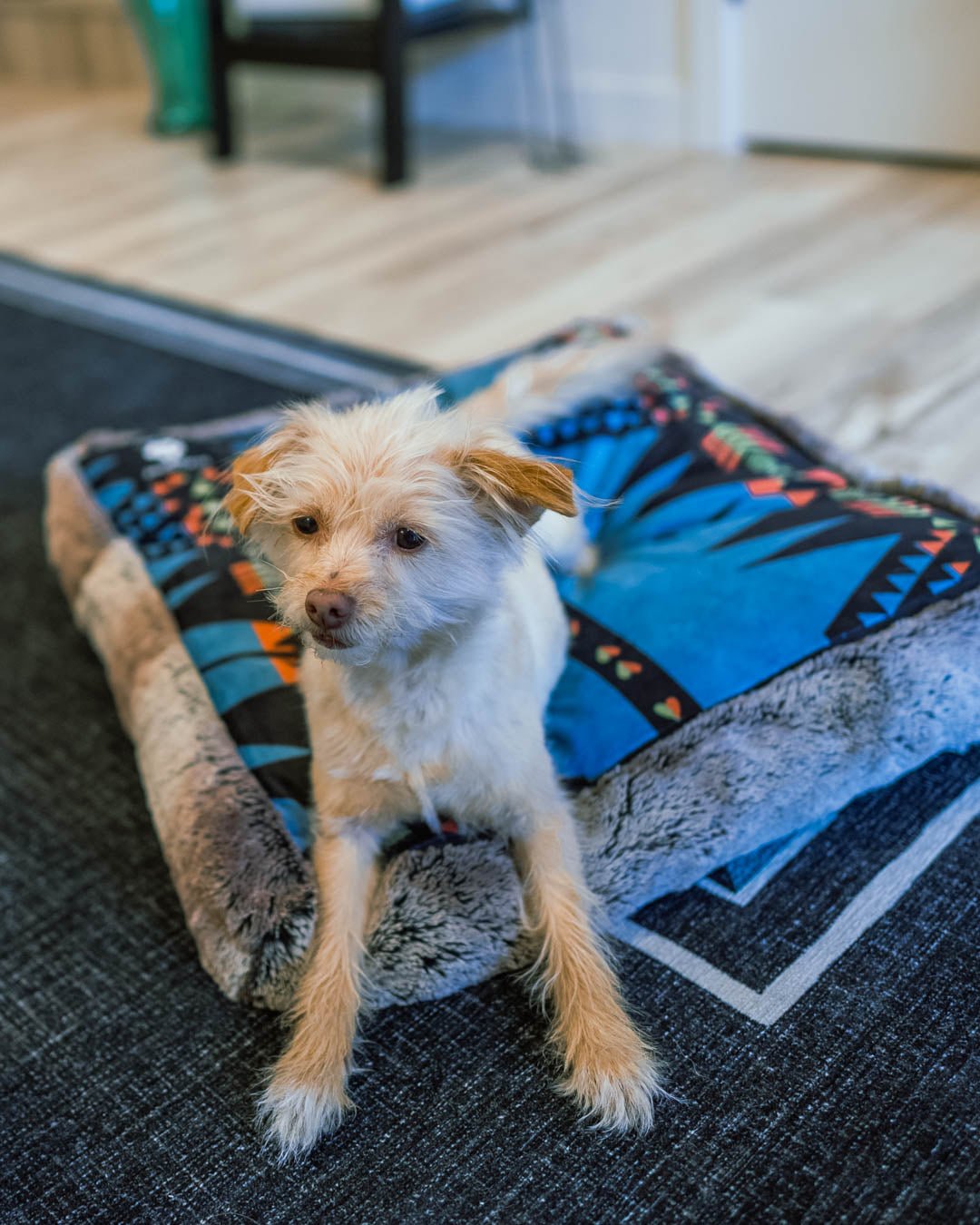 Dog Sitting on Grey Wolf Ultra Soft Pet Bed