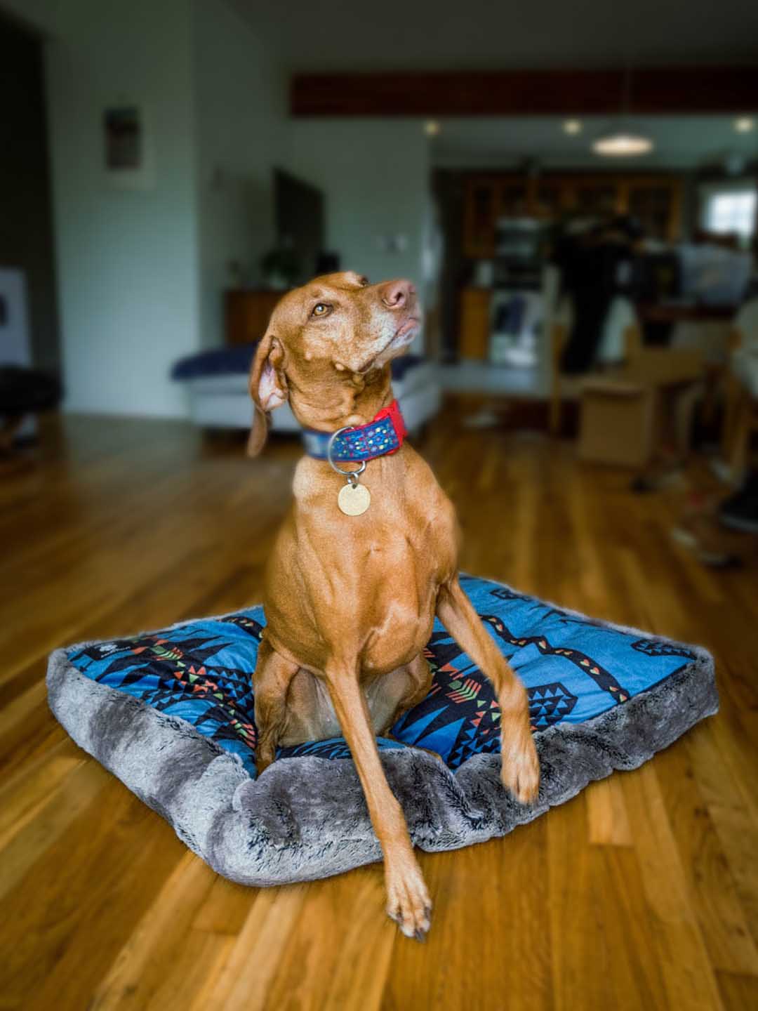 Dog Using Grey Wolf Ultra Soft Pet Bed