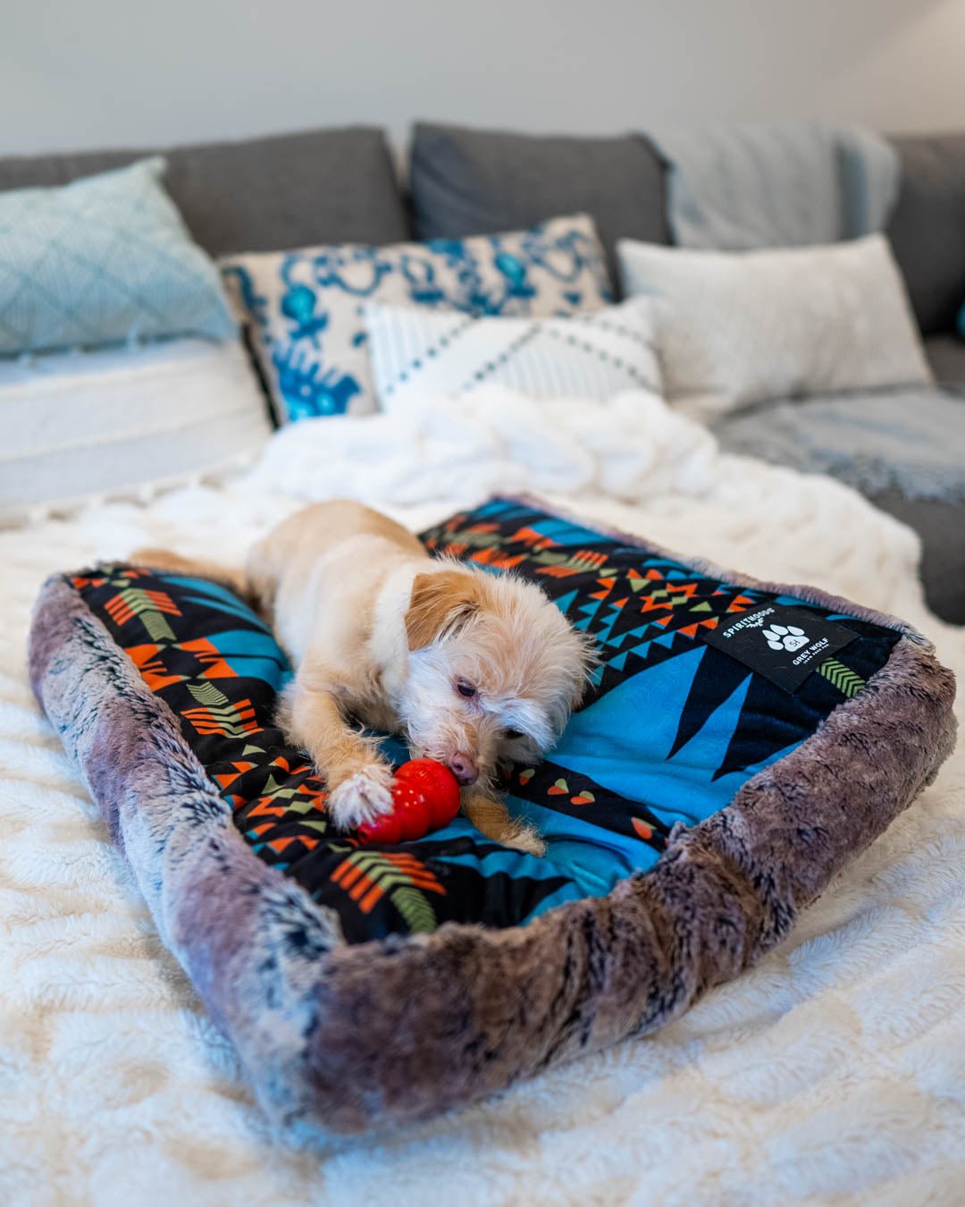 Small Dog Playing on Grey Wolf Ultra Soft Pet Bed