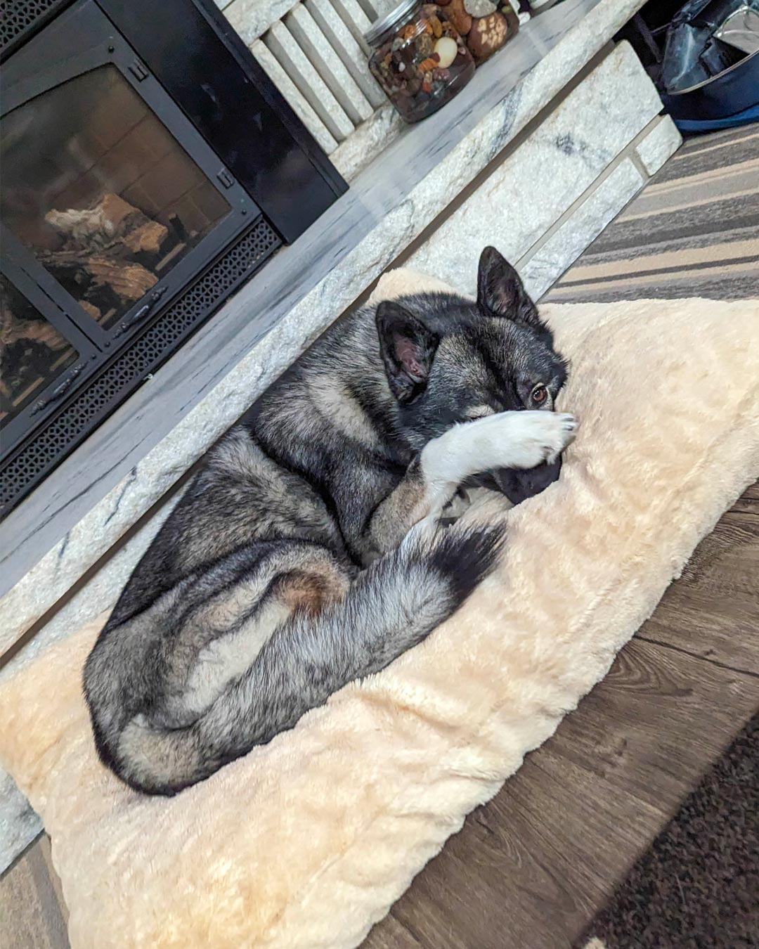 Husky dog bed best sale