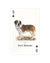 Dogs of the World Playing Cards