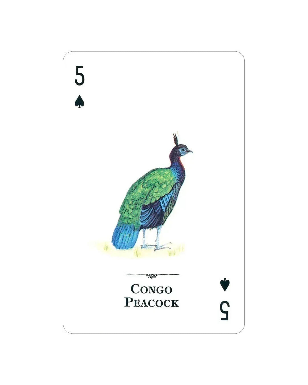 Endangered Species Playing Cards